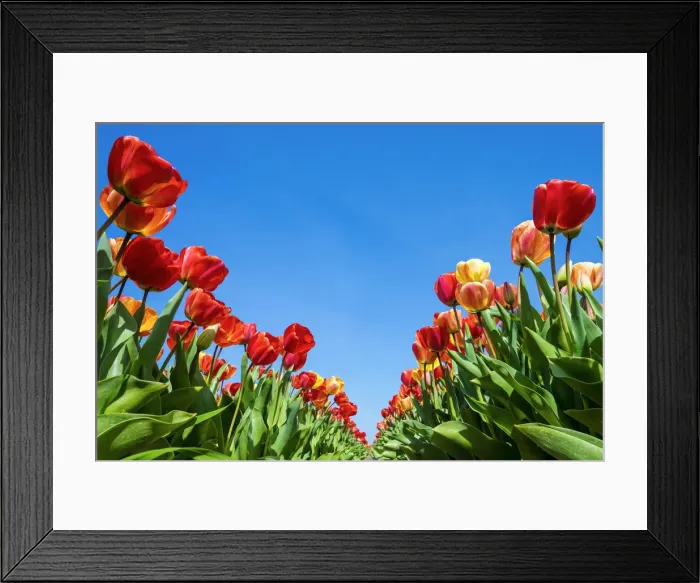 Framed Print : Netherlands, North Holland, Callantsoog. Multicolored tulip flowers against a blue sky Framed Print : Netherlands, North Holland, Callantsoog. Multicolored tulip flowers against a blue sky
