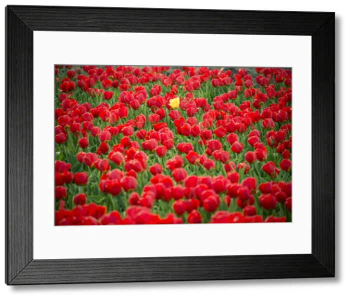 Framed Print : One yellow tulip in field of red tulips in spring, Lisse, South Holland, Netherlands Framed Print : One yellow tulip in field of red tulips in spring, Lisse, South Holland, Netherlands