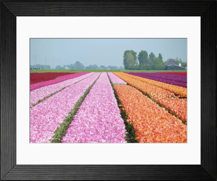 Framed Print : Colorful tulip fields near village of Ursem, North Holland, Netherlands Framed Print : Colorful tulip fields near village of Ursem, North Holland, Netherlands
