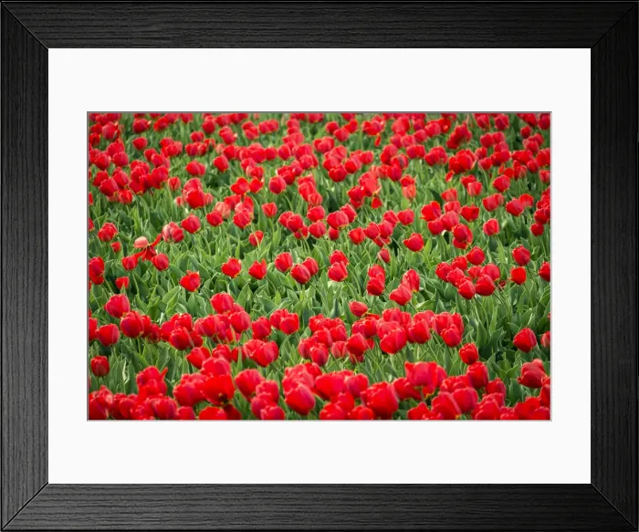 Framed Print : Red tulips in field in spring, Lisse, South Holland, Netherlands Framed Print : Red tulips in field in spring, Lisse, South Holland, Netherlands