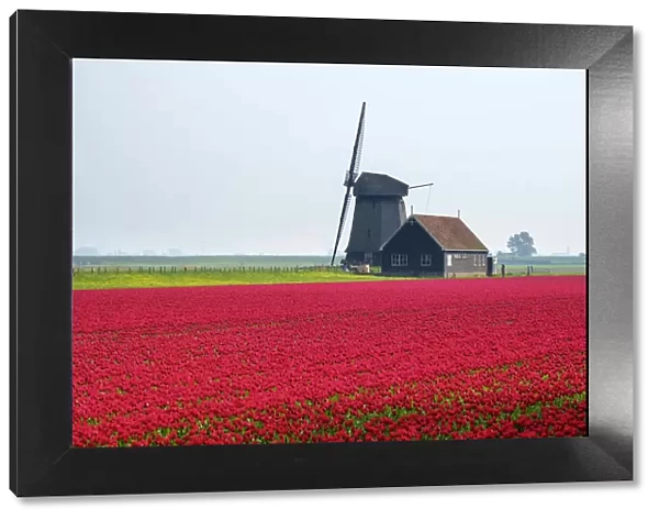 Windmill and red tulip fields in spring near village of Schermerhorn, North Holland