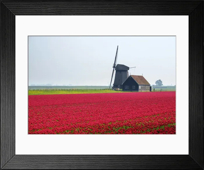 Framed Print : Windmill and red tulip fields in spring near village of Schermerhorn, North Holland Framed Print : Windmill and red tulip fields in spring near village of Schermerhorn, North Holland