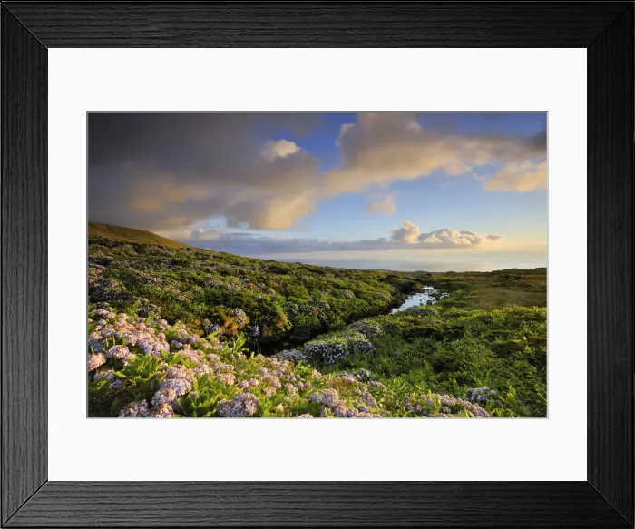 Framed Print : Central plateau with hydrangeas at dusk. Flores, Azores islands, Portugal Framed Print : Central plateau with hydrangeas at dusk. Flores, Azores islands, Portugal