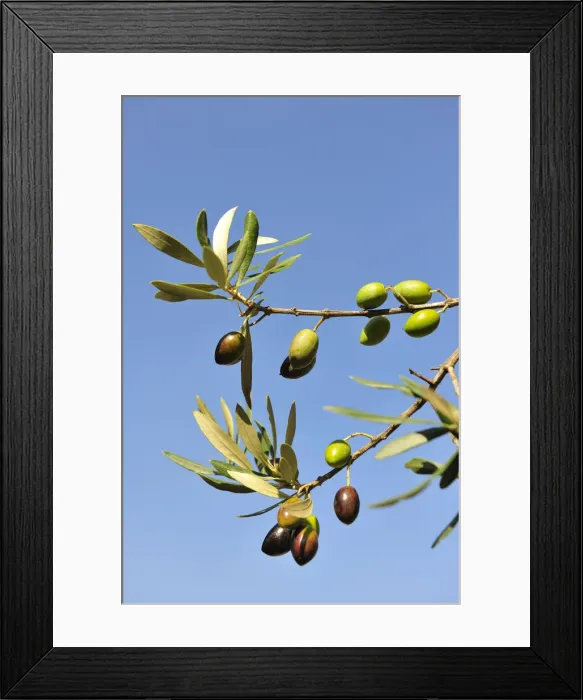 Framed Print : Olives, Alentejo, Portugal Framed Print : Olives, Alentejo, Portugal