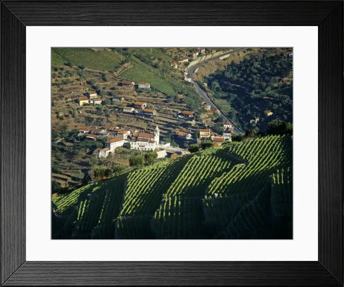 Framed Print : Vineyards at the Douro region, the origin of the world famous Port wine Framed Print : Vineyards at the Douro region, the origin of the world famous Port wine