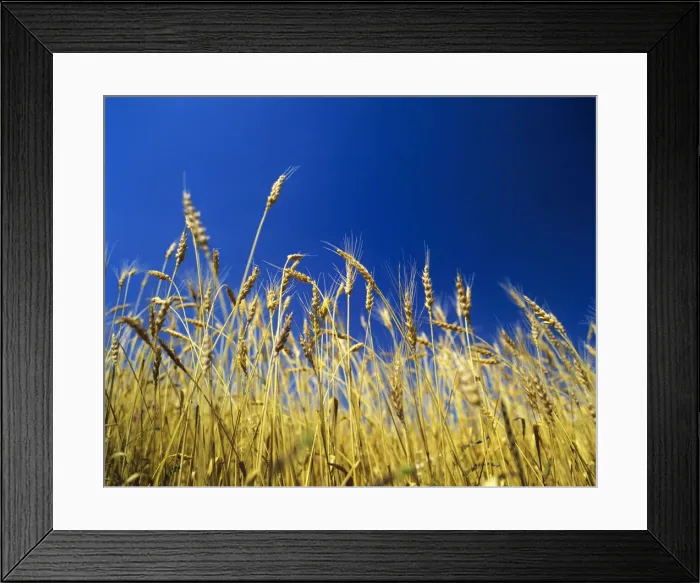 Framed Print : Harvest in Alentejo, Portugal Framed Print : Harvest in Alentejo, Portugal