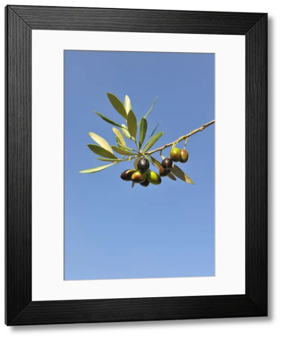 Framed Print : Olives, Alentejo, Portugal Framed Print : Olives, Alentejo, Portugal