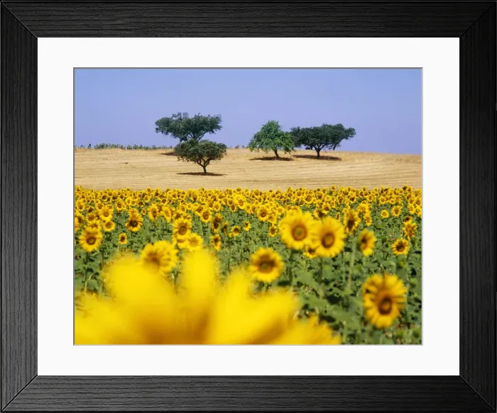 Framed Print : Cork trees and sunflowers in ths vast plains of Alentejo, Portugal