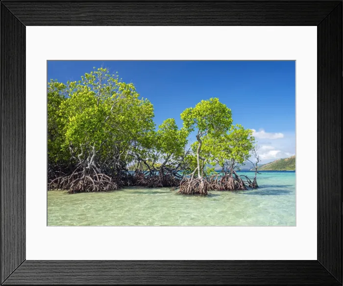 Framed Print : Mangrove trees (Rhizophora mangle) on CYC Island, Coron, Palawan, Philippines Framed Print : Mangrove trees (Rhizophora mangle) on CYC Island, Coron, Palawan, Philippines