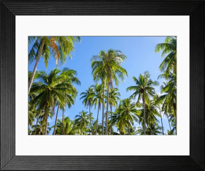 Framed Print : Palm tree plantation at Nacpan Beach, El Nido, Palawan, Philippines Framed Print : Palm tree plantation at Nacpan Beach, El Nido, Palawan, Philippines