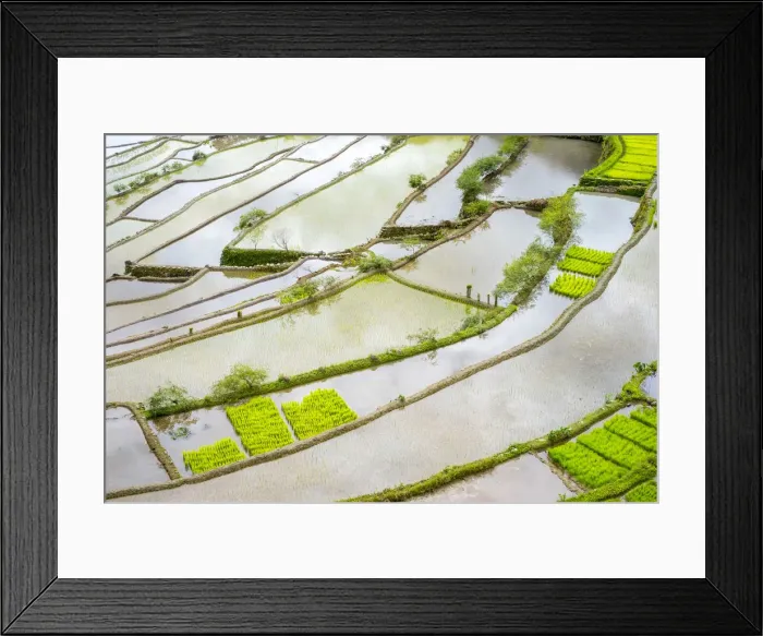 Framed Print : Elevated view of flooded rice terraces during early spring planting season, Batad