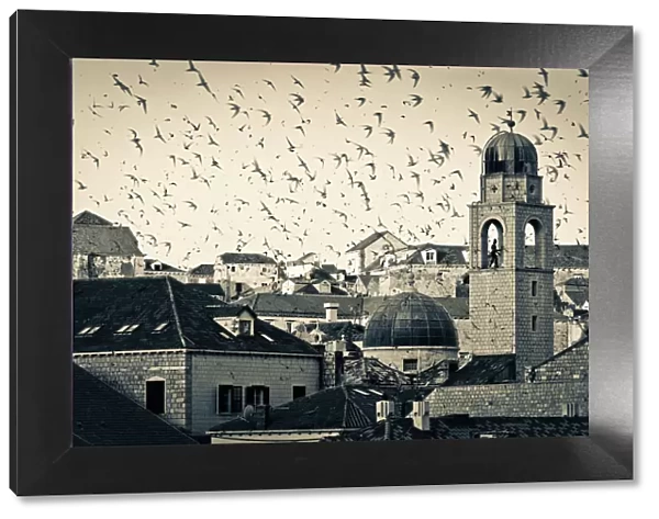 Croatia, Dalmatia, Dubrovnik, Old Town (Stari Grad), Clock Tower surrounded by birds