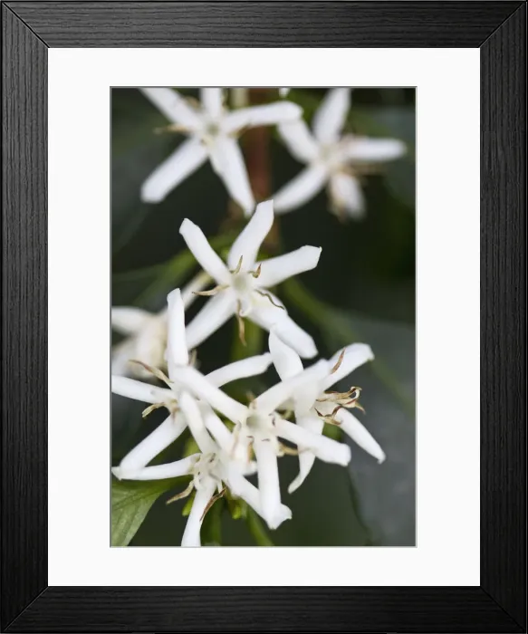 Framed Print : Colombia, Caldas, Manizales, Hacienda Venecia Coffee plantation, Coffee bloosom Framed Print : Colombia, Caldas, Manizales, Hacienda Venecia Coffee plantation, Coffee bloosom