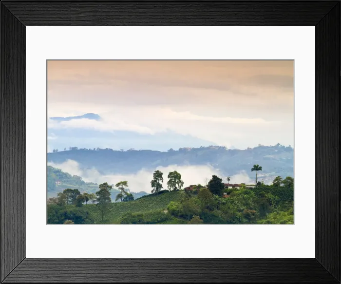 Framed Print : Colombia, Caldas, Manizales, Chinchina, Coffee plantation at Hacienda de Guayabal