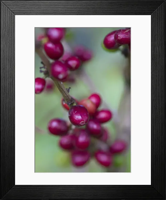 Framed Print : Colombia, Caldas, Manizales, Hacienda Venecia Coffee plantation, Cofffee cherries Framed Print : Colombia, Caldas, Manizales, Hacienda Venecia Coffee plantation, Cofffee cherries