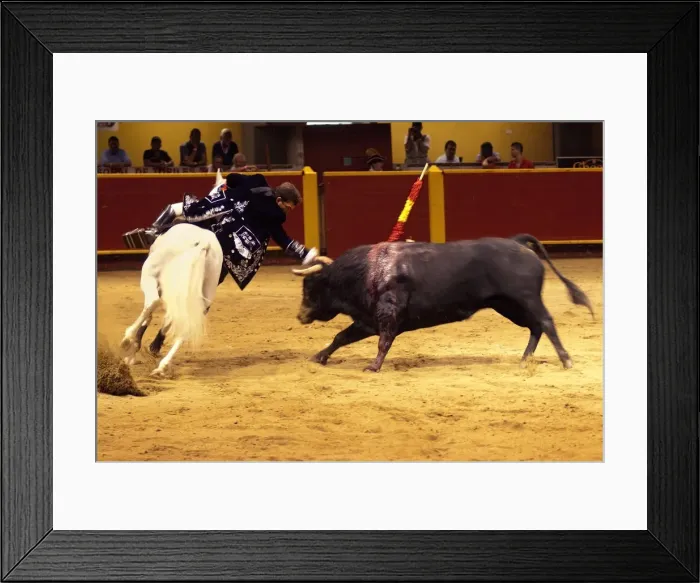 Framed Print : Medellin, Colombia, La Macarena, Stadium, Picadore Bends Down To Touch The Horns Of Framed Print : Medellin, Colombia, La Macarena, Stadium, Picadore Bends Down To Touch The Horns Of