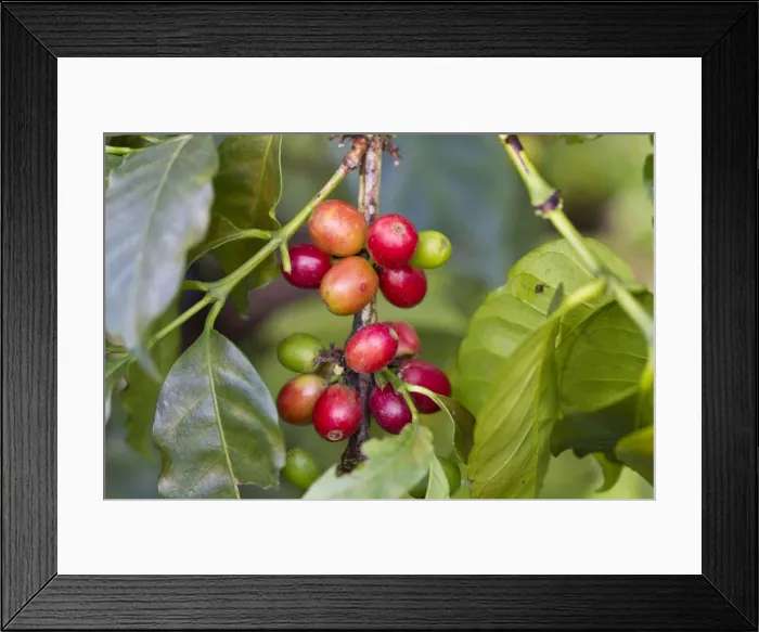 Framed Print : Colombia, Caldes, Manizales, Chinchina, Coffee plantation at Hacienda de Guayabal Framed Print : Colombia, Caldes, Manizales, Chinchina, Coffee plantation at Hacienda de Guayabal
