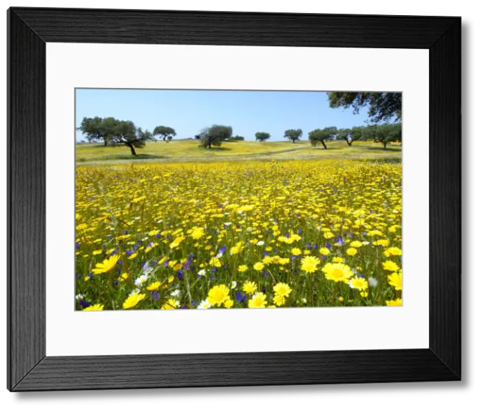 Framed Print : The vast plains of Alentejo with cork trees, in Spring Framed Print : The vast plains of Alentejo with cork trees, in Spring