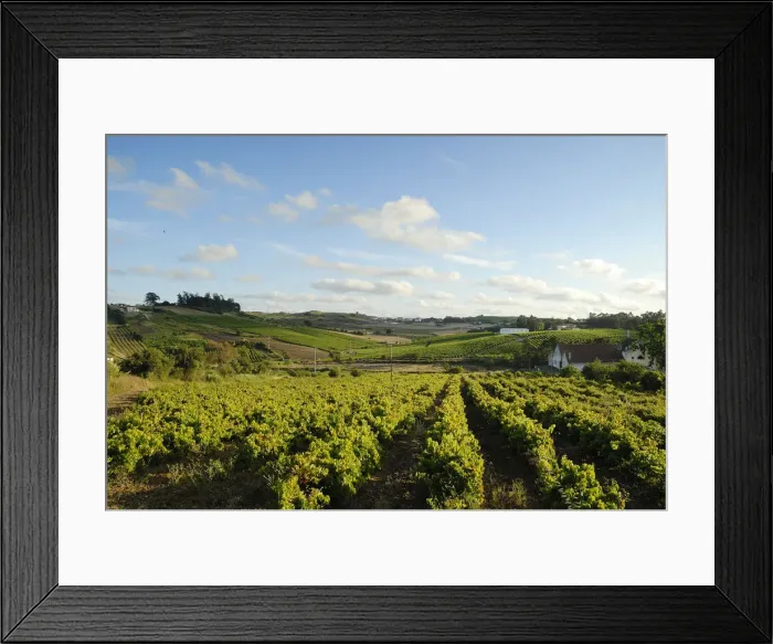 Framed Print : Vineyards in Carvoeira. Oeste region, Portugal Framed Print : Vineyards in Carvoeira. Oeste region, Portugal