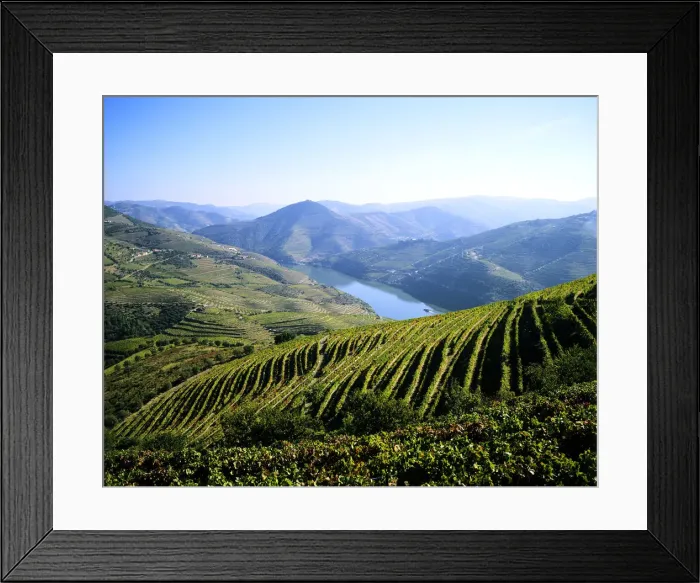 Framed Print : Vineyards at the Quinta do Infantado, Pinhao, on the Douro region, the origin of Framed Print : Vineyards at the Quinta do Infantado, Pinhao, on the Douro region, the origin of