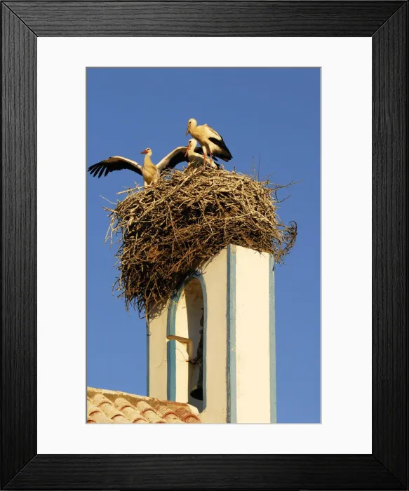 Framed Print : Storks in the nest, Comporta, Alentejo, Portugal Framed Print : Storks in the nest, Comporta, Alentejo, Portugal