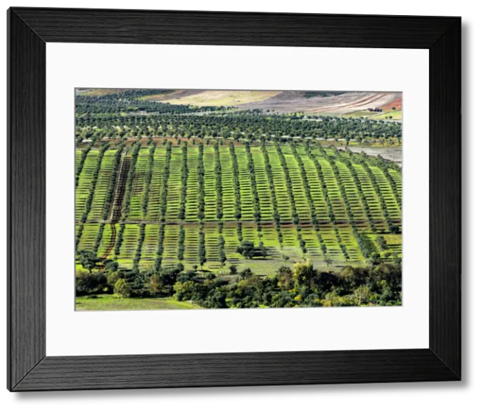 Framed Print : Olive groves in the Monsaraz region, Alentejo, Portugal
