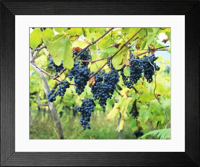 Framed Print : Grapes during harvesting in Madeira island, Portugal
