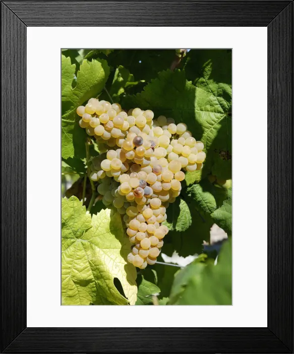 Framed Print : Grapes of the varietal Arinto. Comporta, Alentejo, Portugal Framed Print : Grapes of the varietal Arinto. Comporta, Alentejo, Portugal