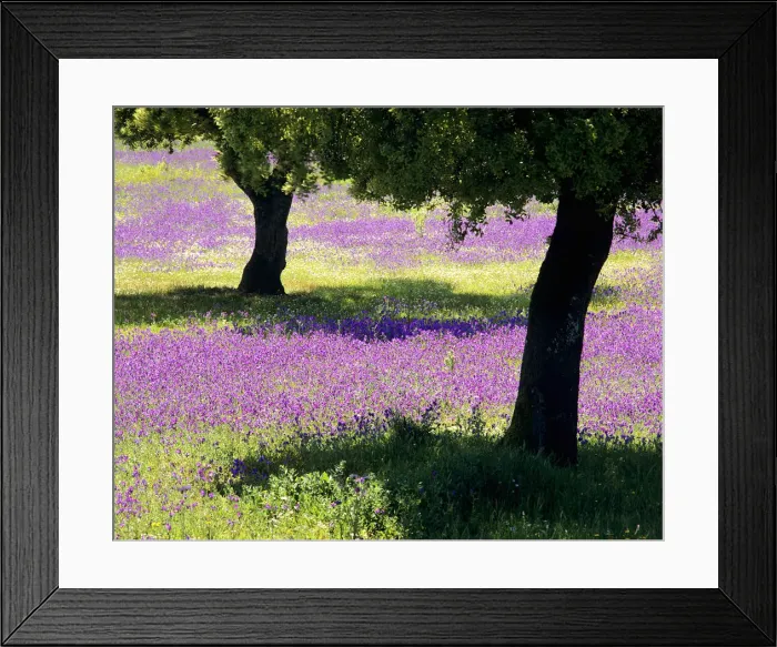 Framed Print : Spring on the Alentejo plain, Portugal Framed Print : Spring on the Alentejo plain, Portugal