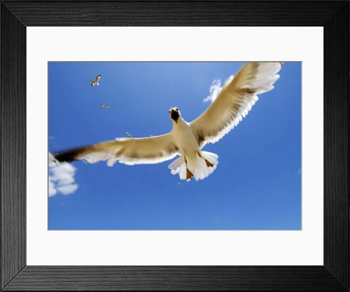 Framed Print : A seagull trying to defend is cubs, that stayed on the nest in the cliffs. Algarve Framed Print : A seagull trying to defend is cubs, that stayed on the nest in the cliffs. Algarve