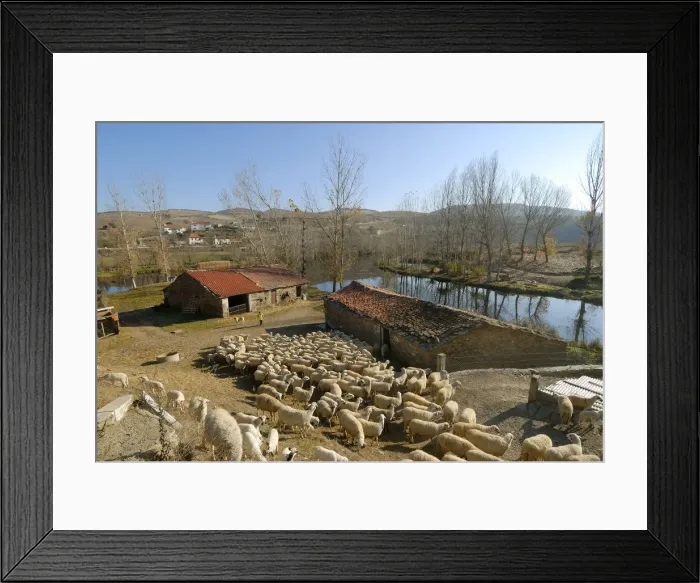 Framed Print : Sheep in Gimonde, Tras os Montes, Portugal