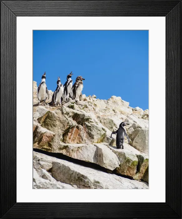 Framed Print : Humboldt penguins(Spheniscus humboldt), Ballestas Islands near Paracas, Ica Region, Peru Framed Print : Humboldt penguins(Spheniscus humboldt), Ballestas Islands near Paracas, Ica Region, Peru