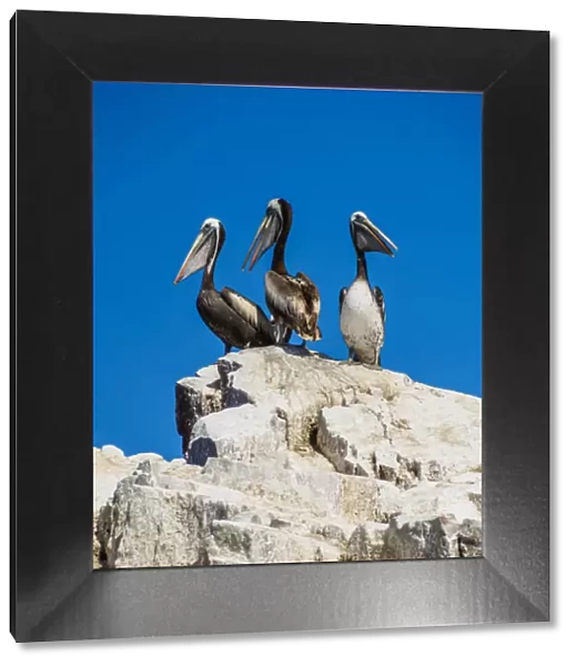 Peruvian pelicans(Pelecanus thagus), Ballestas Islands near Paracas, Ica Region, Peru