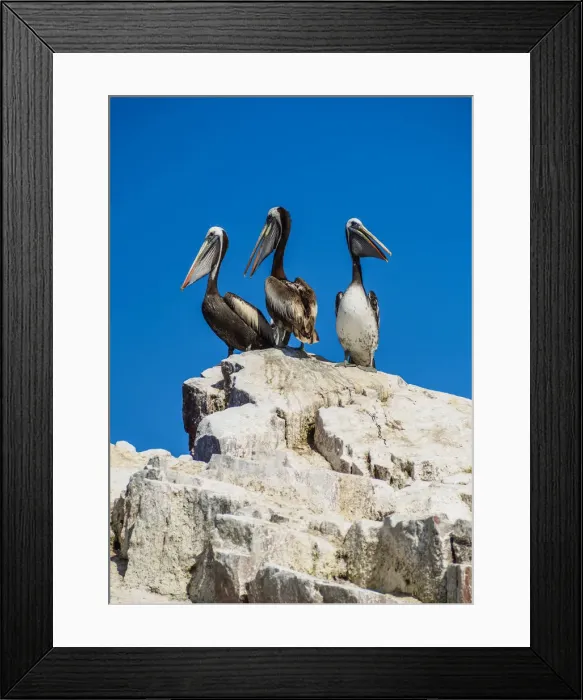 Framed Print : Peruvian pelicans(Pelecanus thagus), Ballestas Islands near Paracas, Ica Region, Peru Framed Print : Peruvian pelicans(Pelecanus thagus), Ballestas Islands near Paracas, Ica Region, Peru