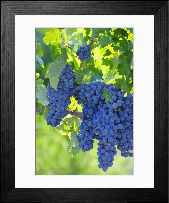 Framed Print : Grapes ready for the harvest. Lau, Palmela. Portugal Framed Print : Grapes ready for the harvest. Lau, Palmela. Portugal