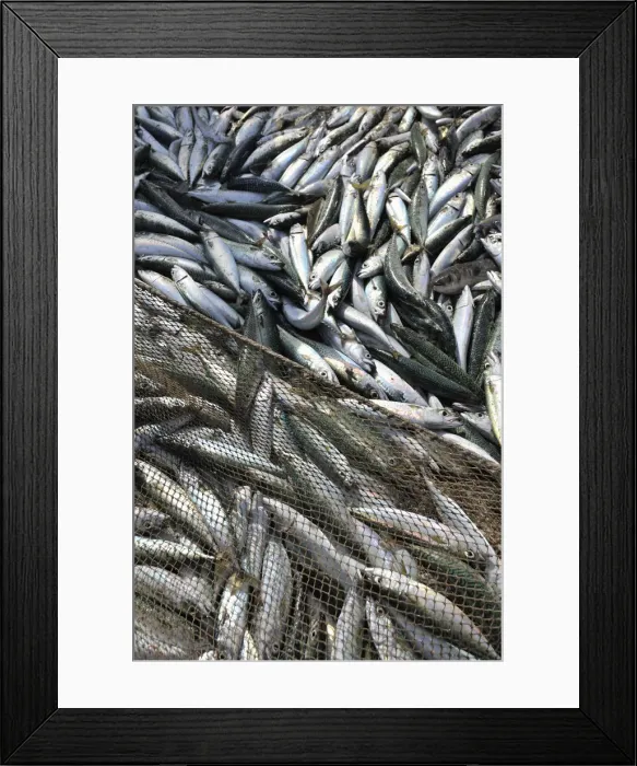 Framed Print : Chub mackerel (Scomber japonicus) catched by the traditional fishing method xavega