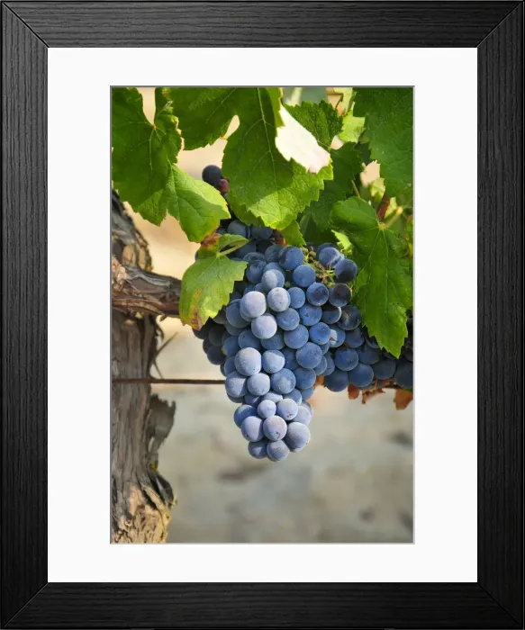 Framed Print : Periquita (Castelao) grape variety. Palmela, Portugal Framed Print : Periquita (Castelao) grape variety. Palmela, Portugal