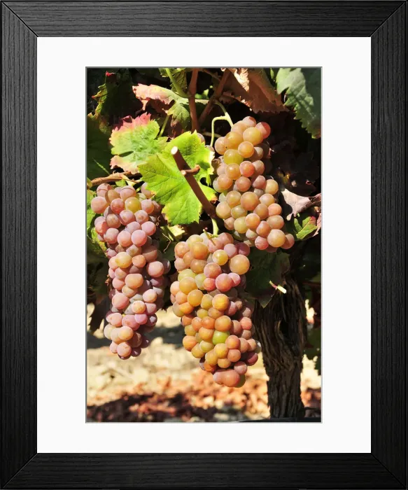 Framed Print : Moscatel Roxo (purple-pink muscat) grape variety. Vila Nogueira de Azeitao, Setubal