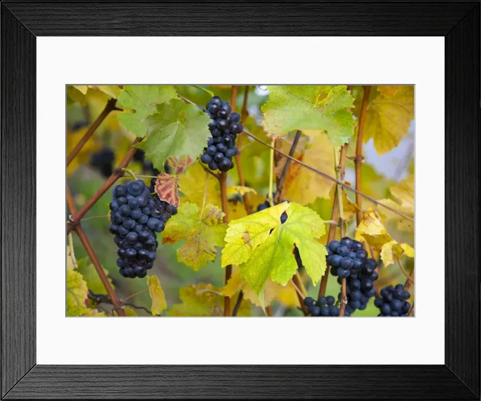 Framed Print : Vineyard, Bacharach, Rhine Valley, Germany Framed Print : Vineyard, Bacharach, Rhine Valley, Germany
