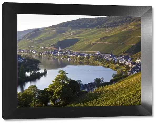 View over vineyards & Mosel River towards Kaimt Mosel Village, Mosel Valley