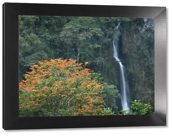 Costa Rica, Orosi Valley, Salto de la Novia (Leap of the Bride) Cascades, Orange Flowering