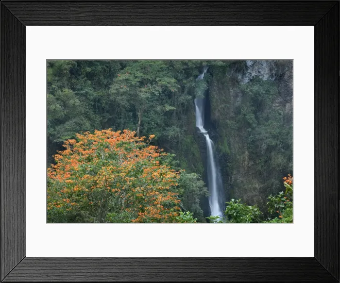 Framed Print : Costa Rica, Orosi Valley, Salto de la Novia (Leap of the Bride) Cascades, Orange Flowering Framed Print : Costa Rica, Orosi Valley, Salto de la Novia (Leap of the Bride) Cascades, Orange Flowering