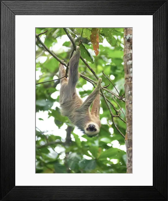 Framed Print : Costa Rica, Cahuita, Cahuita National Park, Two-Toed Sloth, Lowland Tropical Rainforest Framed Print : Costa Rica, Cahuita, Cahuita National Park, Two-Toed Sloth, Lowland Tropical Rainforest
