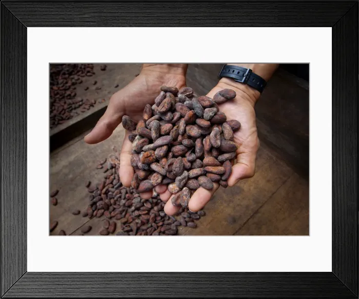 Framed Print : Costa Rica, La Virgen de Sarapiqui, Handful Of Drying Cocoa Beans, Tirimbina Biological Framed Print : Costa Rica, La Virgen de Sarapiqui, Handful Of Drying Cocoa Beans, Tirimbina Biological