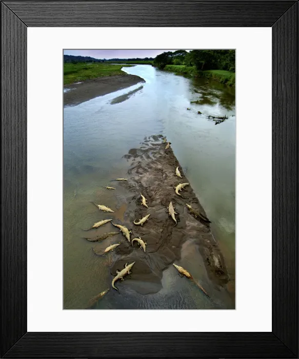 Framed Print : Costa Rica, Saltwater Crocodiles, Rio Tarcoles, Carara Wildlife Refuge Framed Print : Costa Rica, Saltwater Crocodiles, Rio Tarcoles, Carara Wildlife Refuge