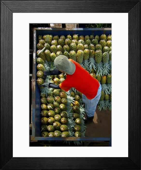 Framed Print : Costa Rica, La Virgen de Sarapiqui, Pineapple Plantation, Loading And Organizing Picked Framed Print : Costa Rica, La Virgen de Sarapiqui, Pineapple Plantation, Loading And Organizing Picked