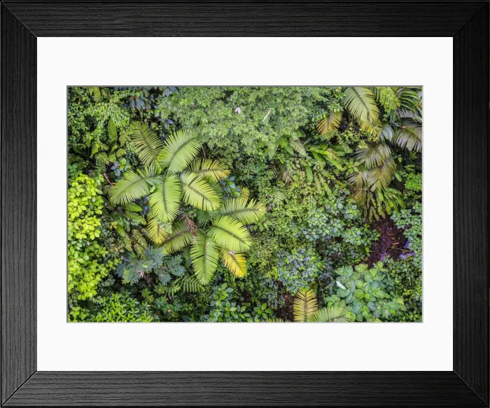 Framed Print : Costa Rica, Central Highlands, Arenal National Park, Rainforest Framed Print : Costa Rica, Central Highlands, Arenal National Park, Rainforest