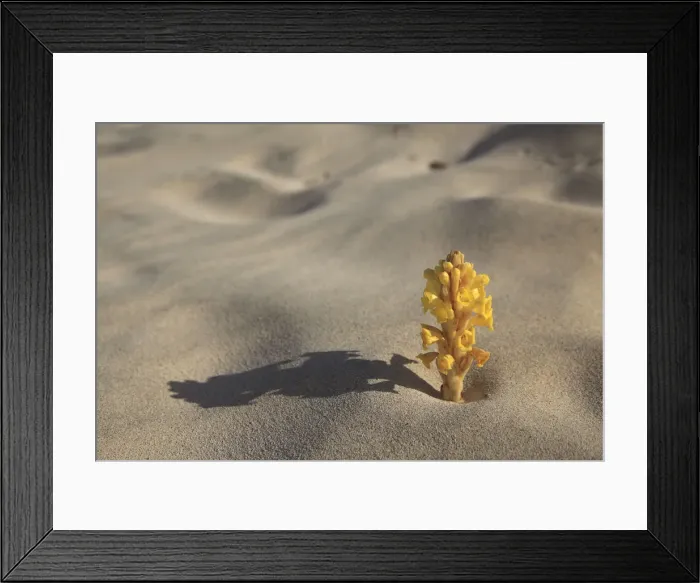 Framed Print : Africa, Cape Verde, Sal, Santa Maria, Beach Vegetation