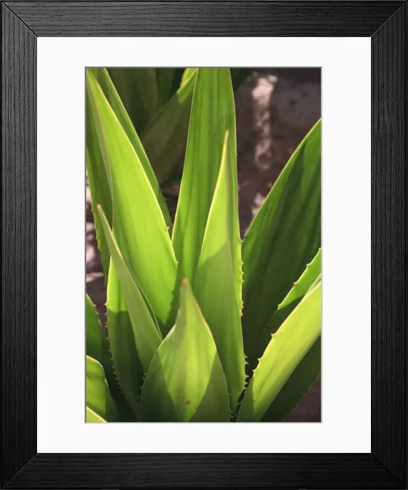 Framed Print : Cape Verde, Sal, Santa Maria, Agave Plant Framed Print : Cape Verde, Sal, Santa Maria, Agave Plant