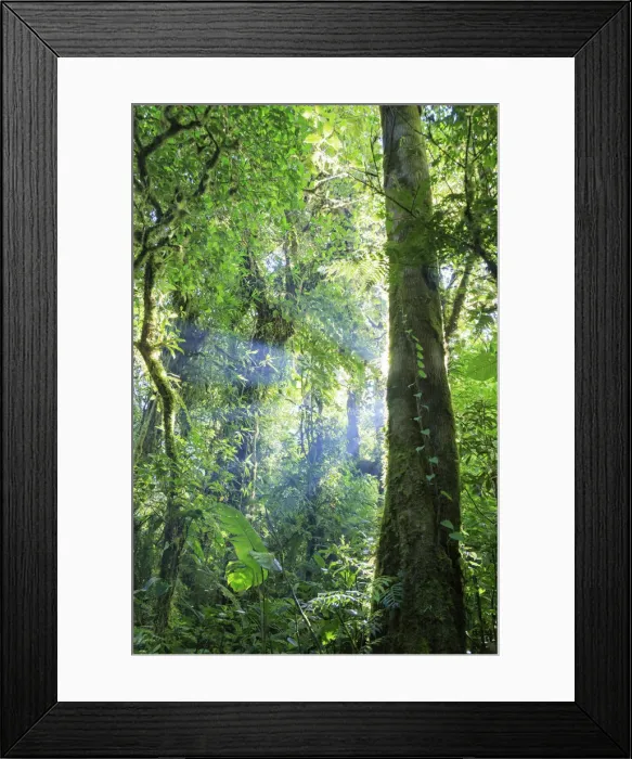 Framed Print : Costa Rica, Monteverde, Monteverde Biological Reserve, Cloudforest Framed Print : Costa Rica, Monteverde, Monteverde Biological Reserve, Cloudforest